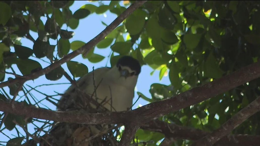 Oakland's official bird among those threatened with removal of downtown trees for housing complex — CBS Bay Area (KPIX), Healdsburg Real Estate news