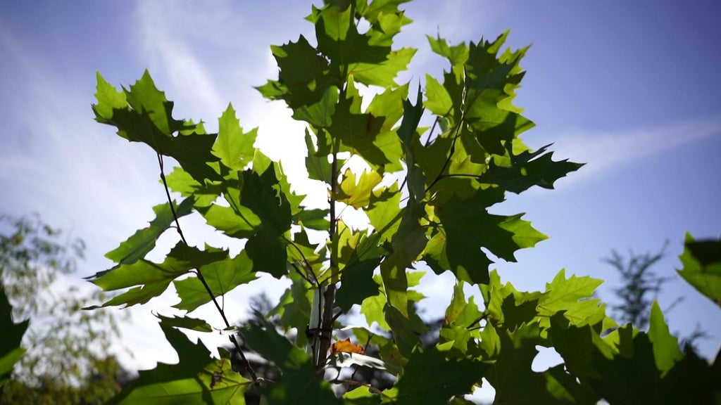 St. Paul city employees help plant trees at church in Rondo neighborhood — WCCO / CBS Minnesota, Healdsburg Real Estate news