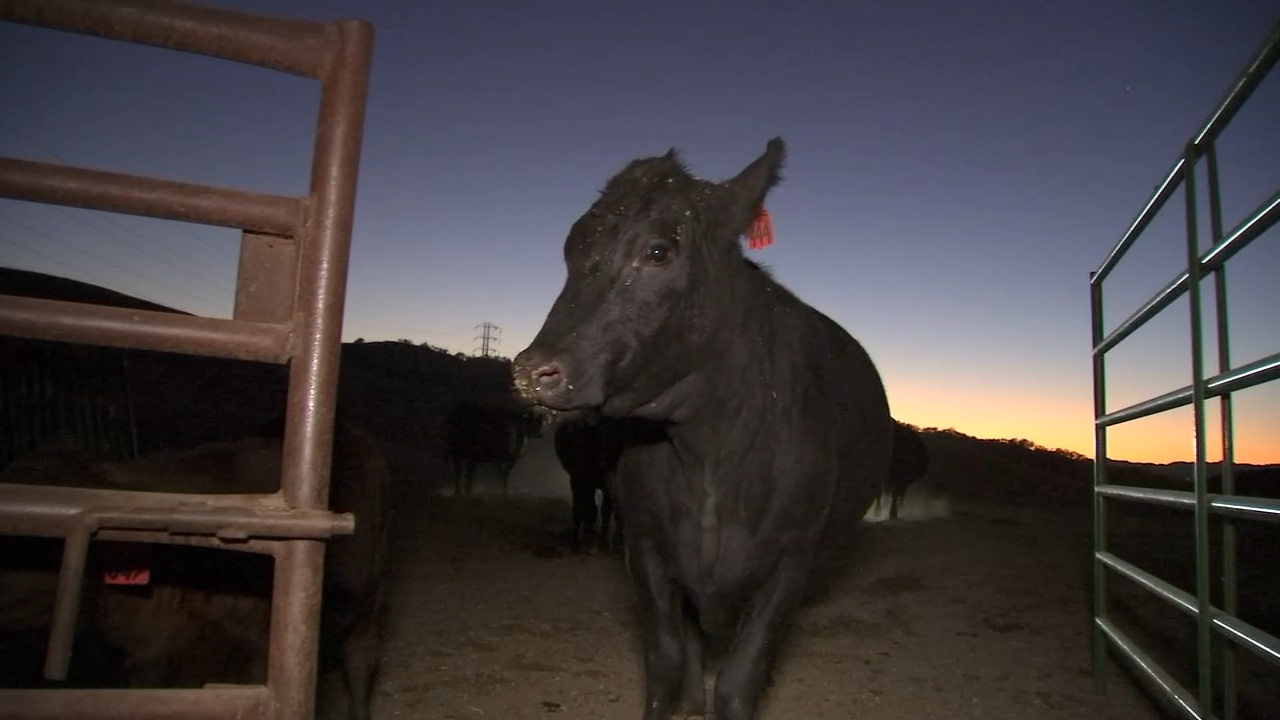 PG&E Public Safety Power Shutoffs leave Bay Area ranchers, residents frustrated
— ABC 7 Bay Area