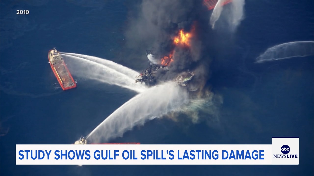 Marine life dramatically declined in Gulf of Mexico in years after BP oil spill, study finds

       — ABC 7 Bay Area, Healdsburg Community news