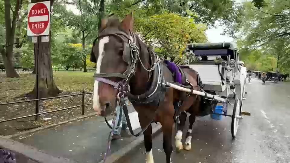 New York City Council passes law to phase out horse-drawn carriages by 2028
       — ABC 7 Bay Area, Healdsburg Government news