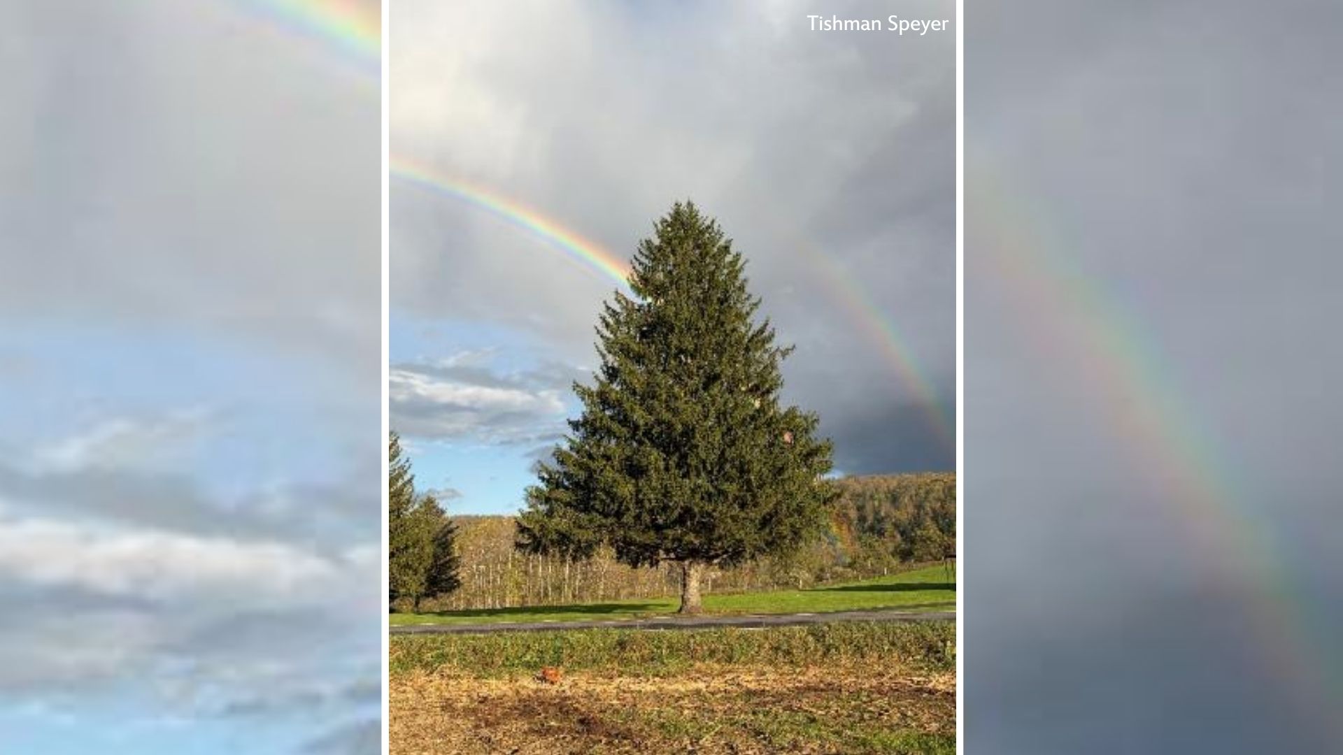 The 2026 Rockefeller Center Christmas tree has been selected
       — ABC 7 Bay Area, Healdsburg Community news