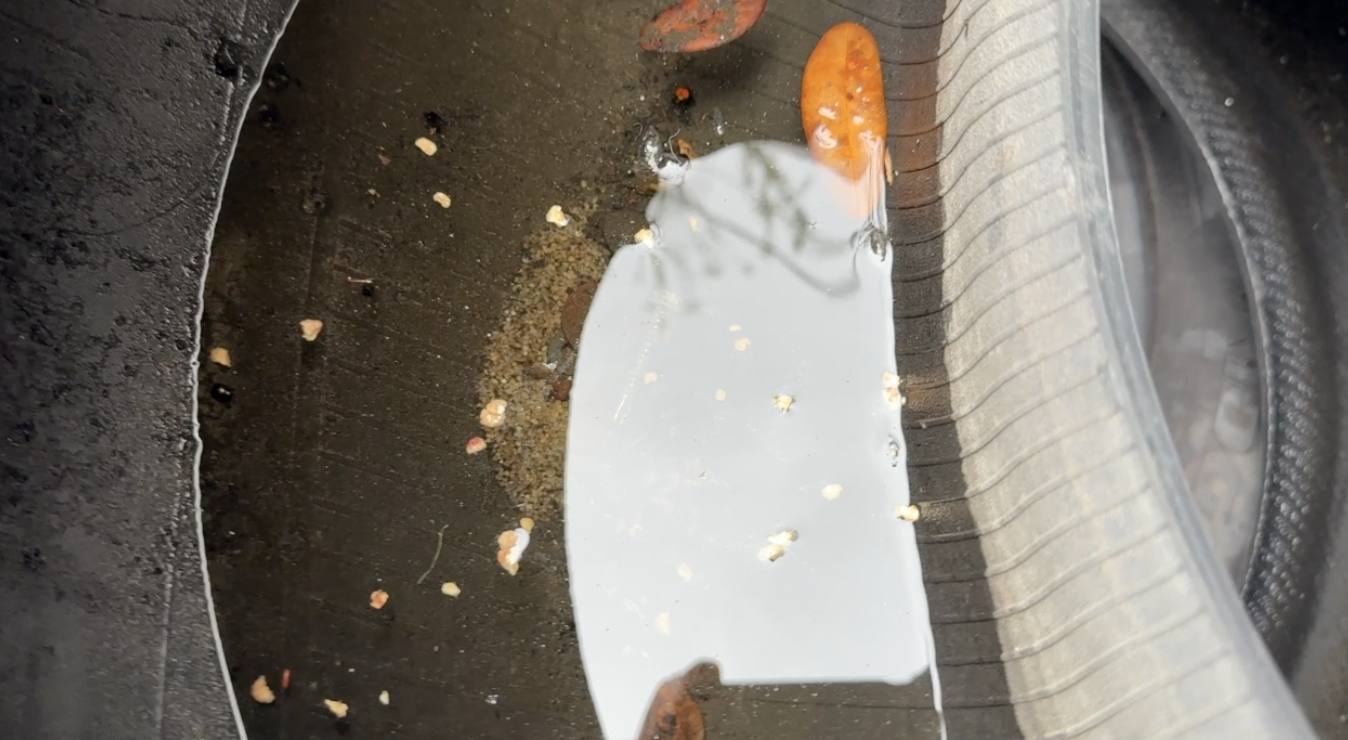 Dengue response: What Tampa Bay 28 found at a West Tampa tire shop — WFTS ABC Action News Tampa, Healdsburg Real Estate news
