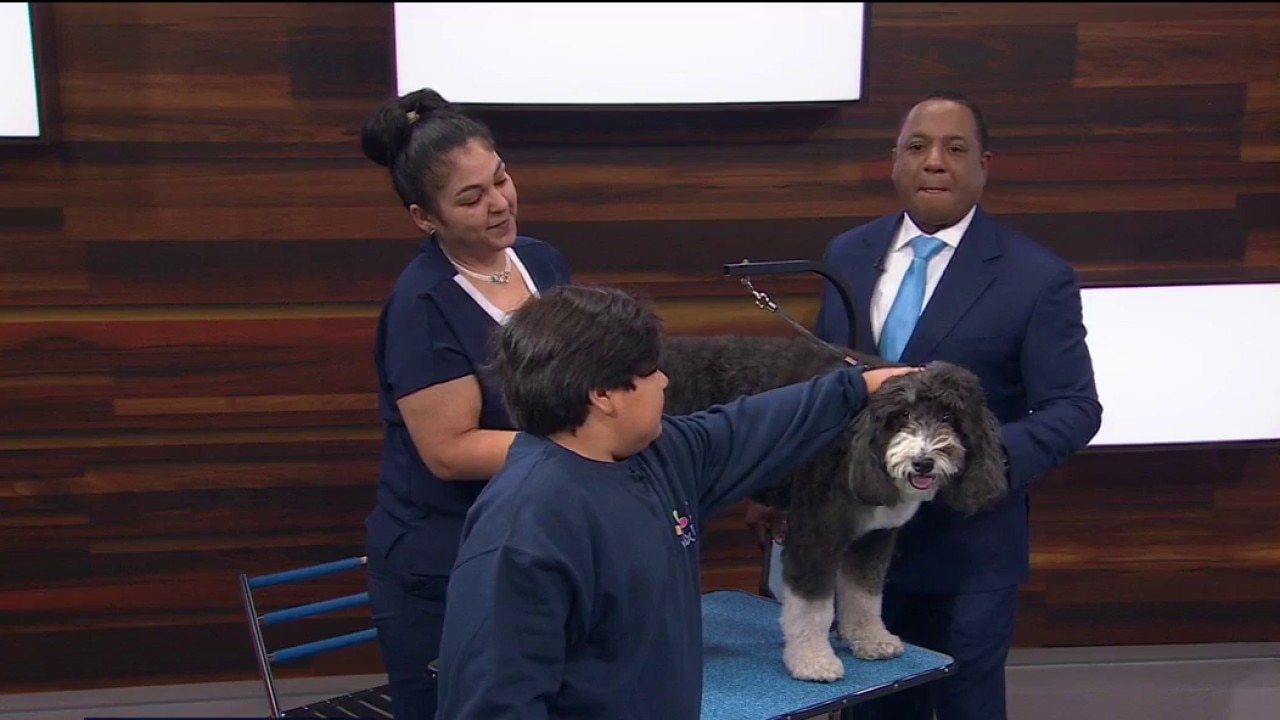 Your dog grooming questions answered — KTVU FOX 2 Bay Area, Healdsburg Business news