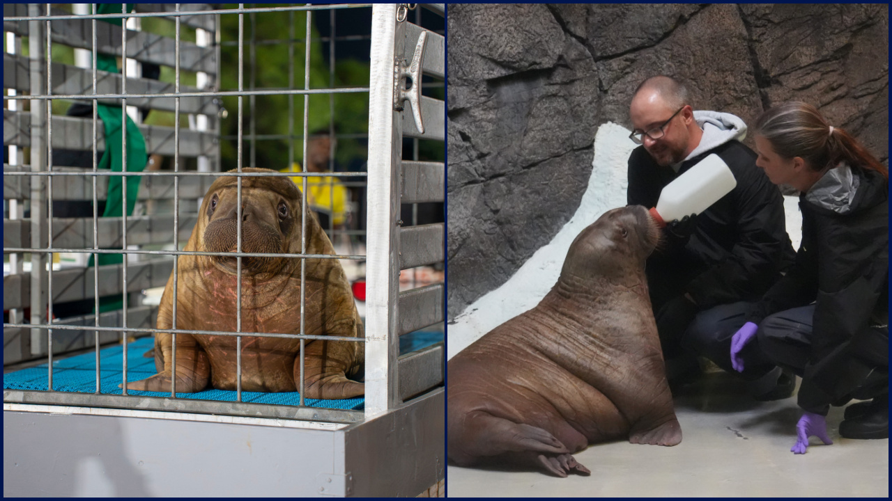 Orphaned baby walrus in Alaska flown 4,800 miles to new home in Florida — KTVU FOX 2 Bay Area, Healdsburg Community news