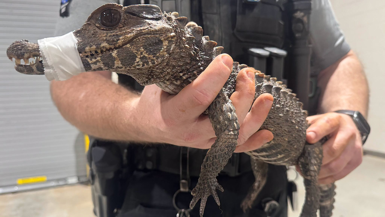 Watch: Deputies in Oklahoma capture escaped caiman after months on the loose — KTVU FOX 2 Bay Area, Healdsburg Community news